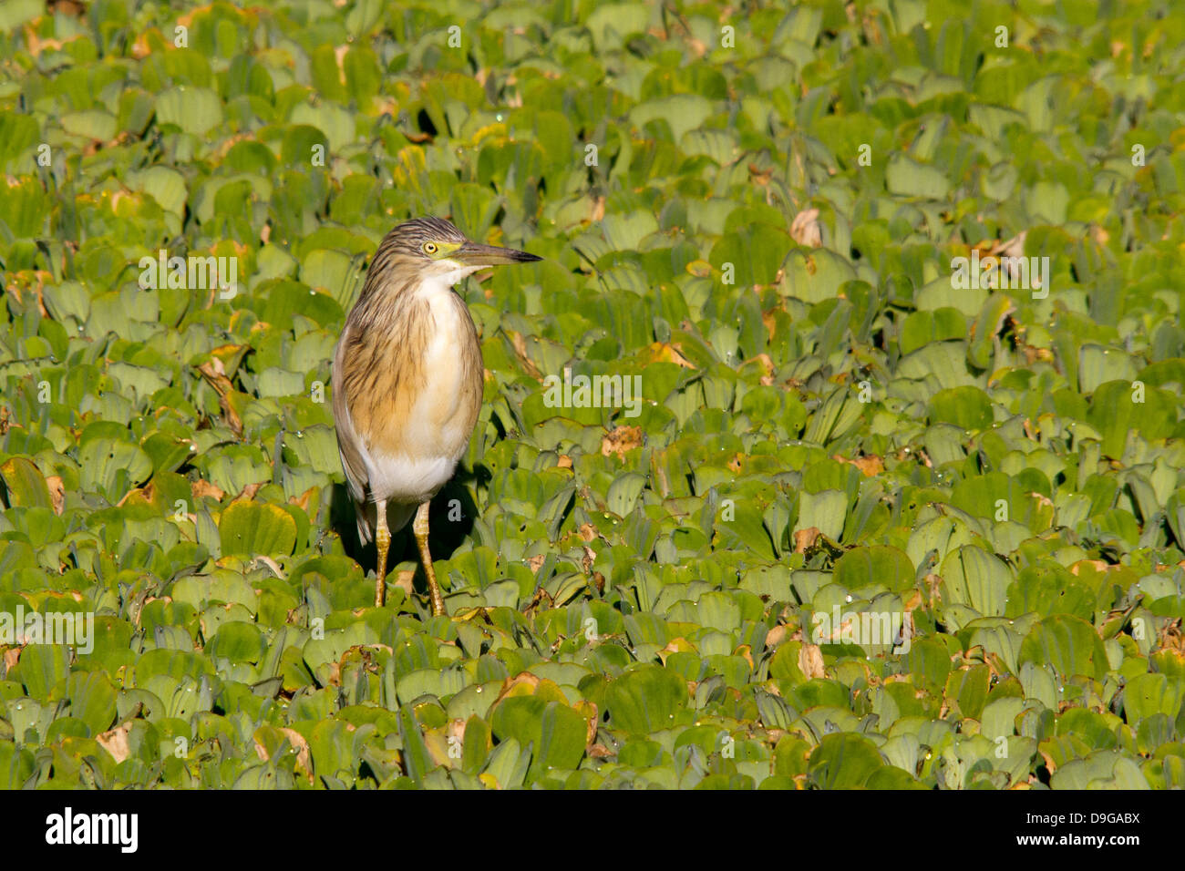 Squacco Heron - Ardeola Ralloides, Masai Mara, Kenia, Afrika Stockfoto