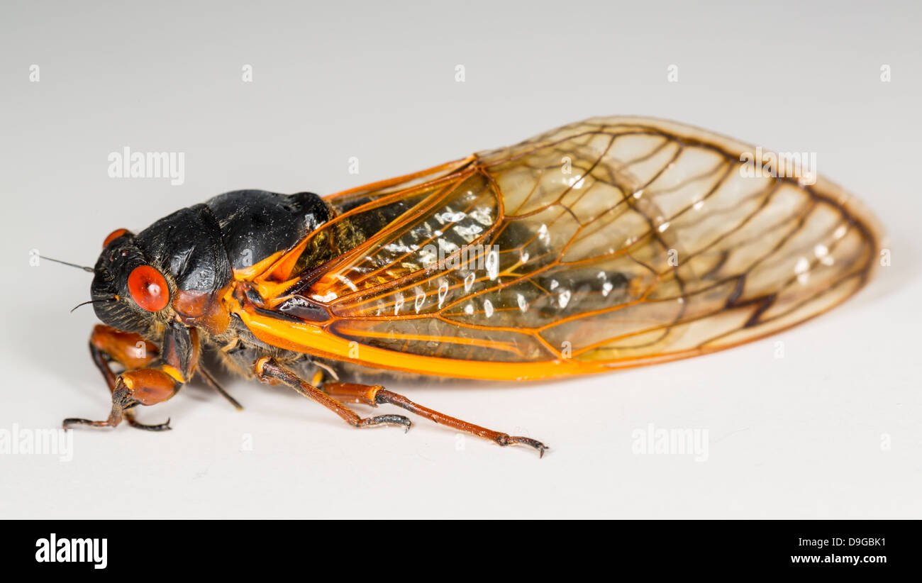 Zikade aus Brut II. Detaillierte Makro Bild vor weißem Hintergrund Stockfoto