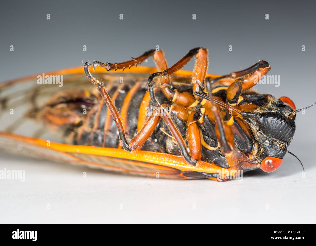 Zikade aus Brut II im Jahr 2013 in Virginia, USA. Detaillierte Makro Bild vor weißem Hintergrund Stockfoto