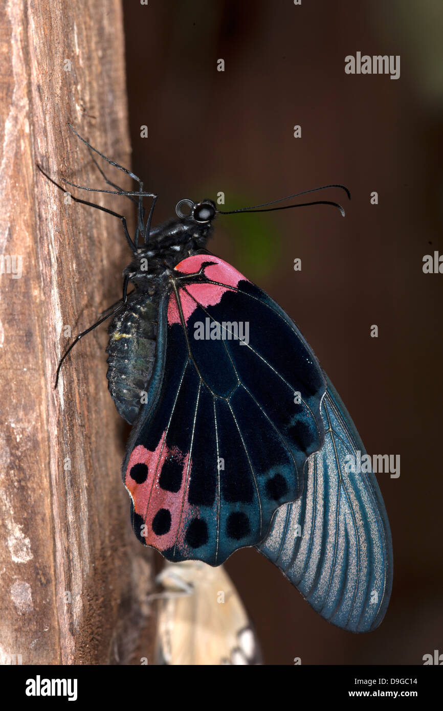 Schmetterling hautnah Stockfoto