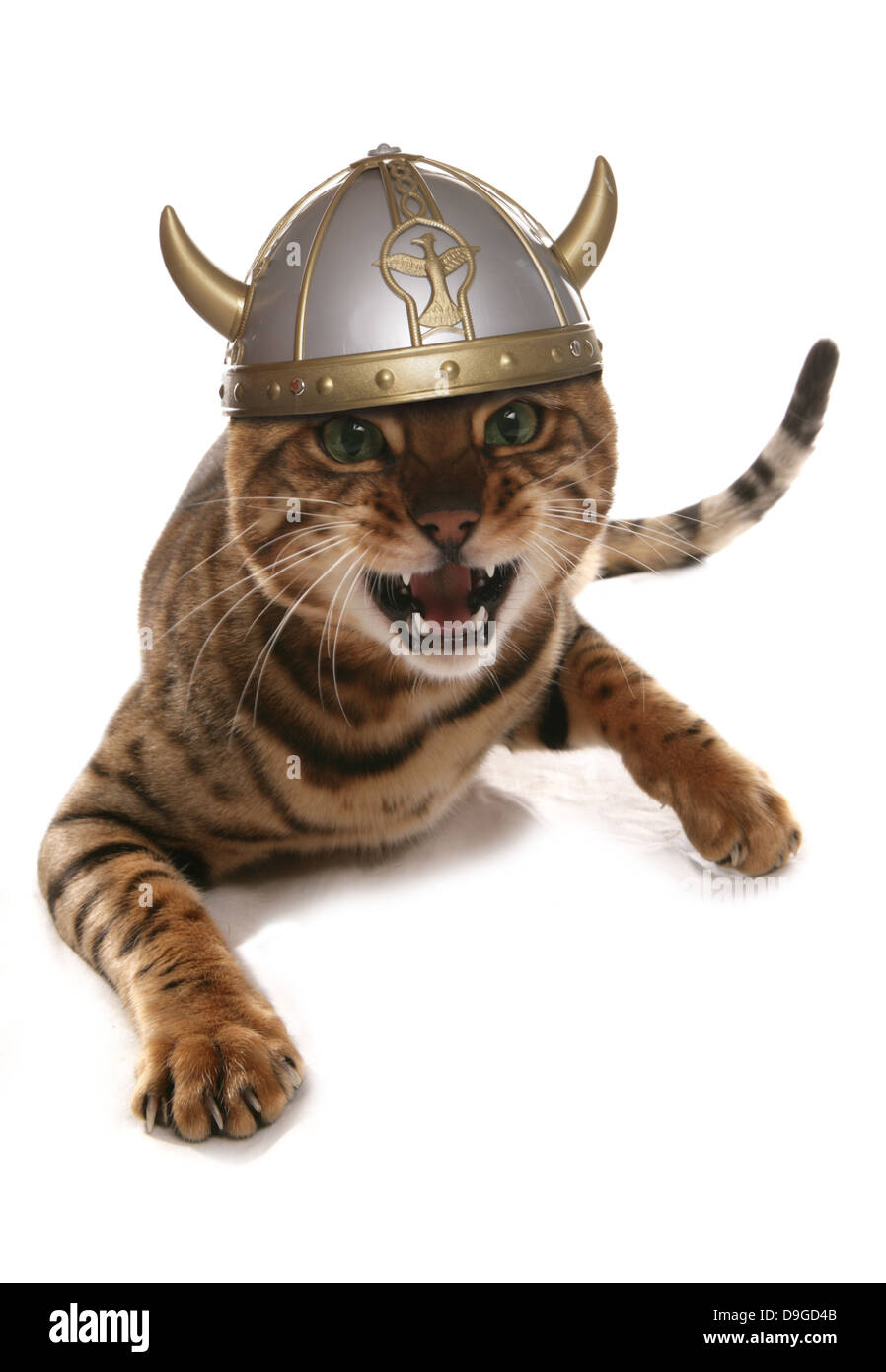 wütend Bengal Katze Viking Stockfoto