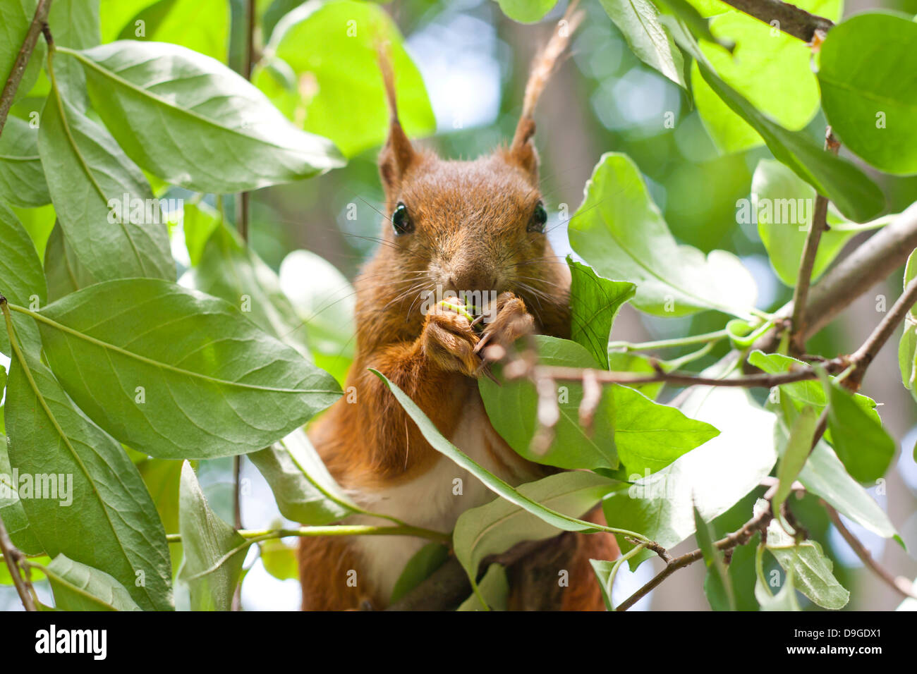 Eichhörnchen Essen auf die Baum-Nahaufnahme Stockfoto