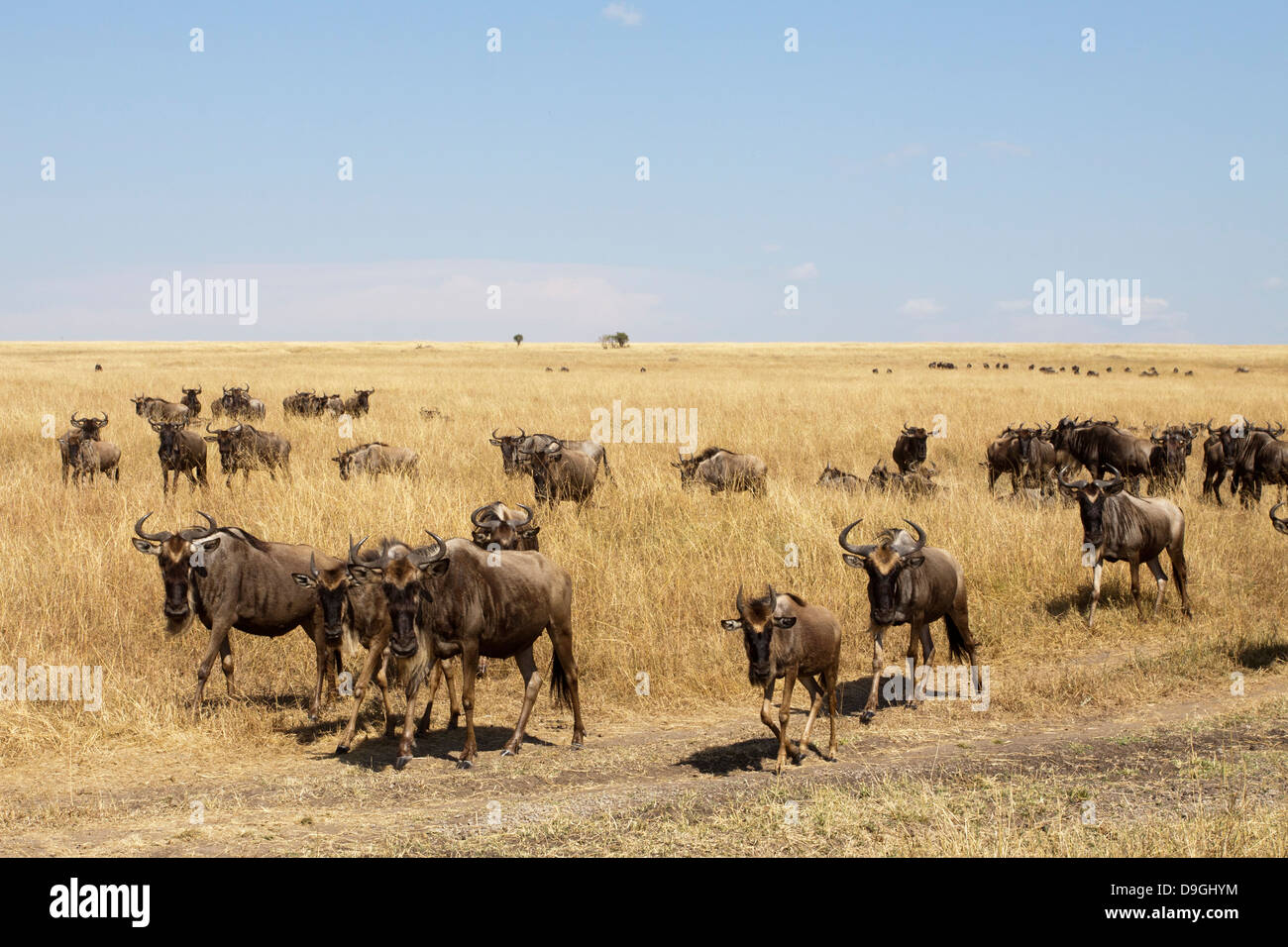 Gnus, Connochaetes Taurinus auf jährliche Migration, Masai Mara, Kenia, Afrika Stockfoto