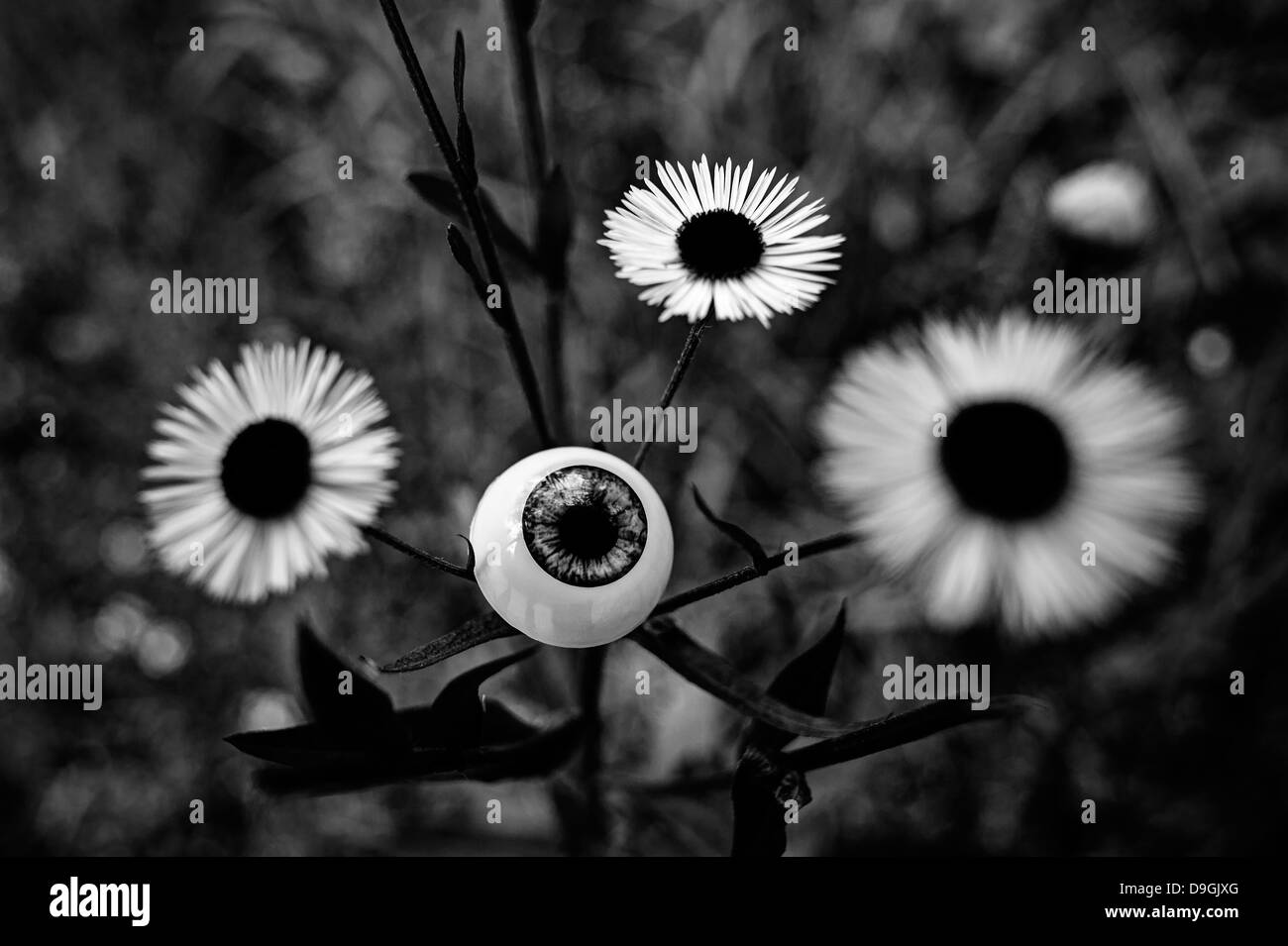 Auge-förmigen Blume Stockfoto