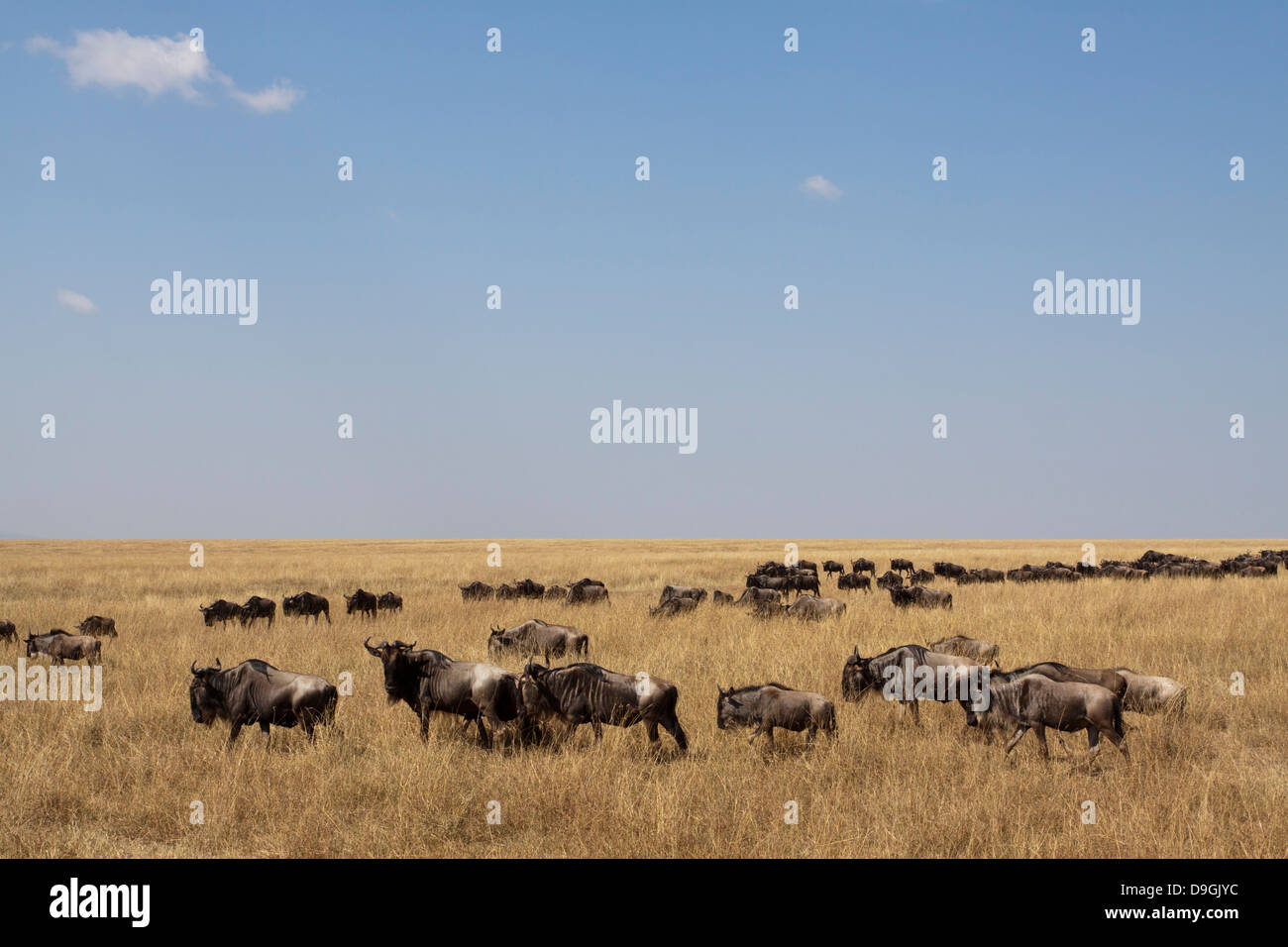 Gnus, Connochaetes Taurinus auf jährliche Migration, Masai Mara, Kenia, Afrika Stockfoto
