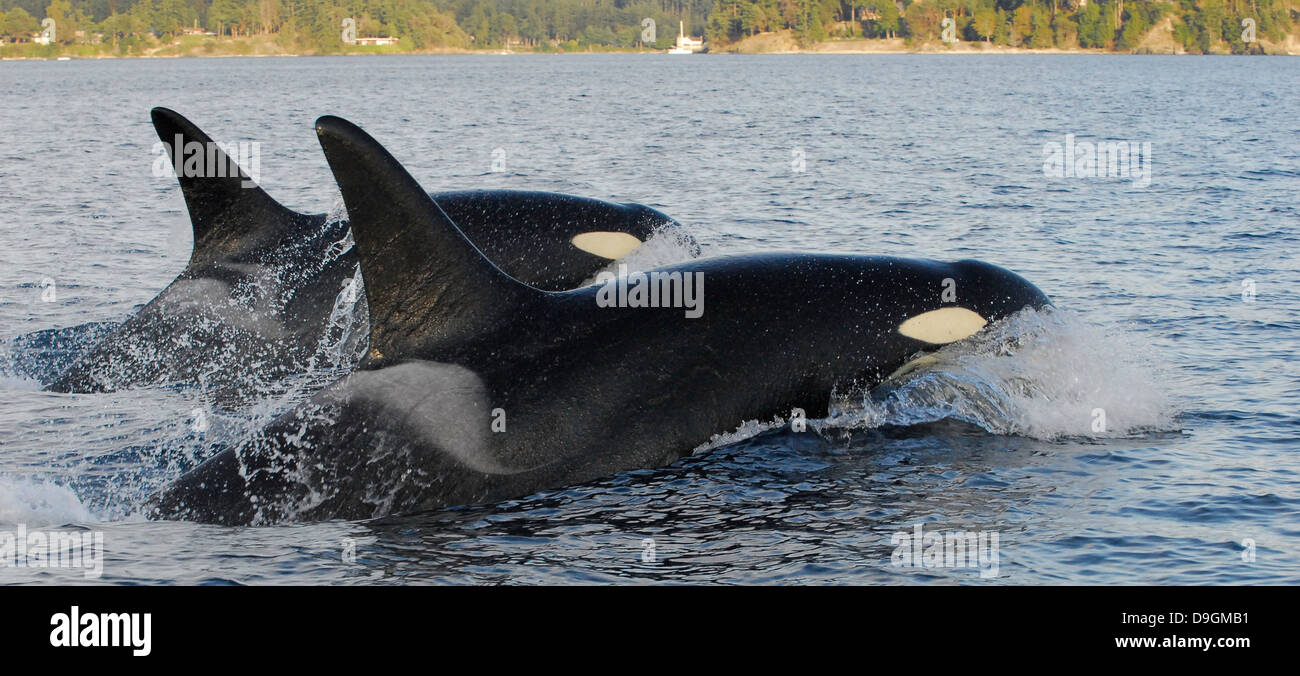 zwei Killer Wale voraus aufladen Stockfoto