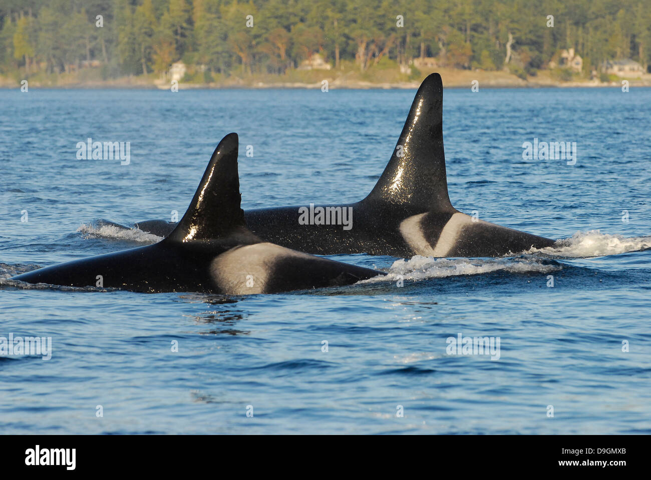 Ein gutes Beispiel, um die Unterschiede in der Form der Rückenflosse und im Bereich des Sattelfleckes aufzuzeigen, mit dem einzelne Killerwale identifiziert werden können Stockfoto