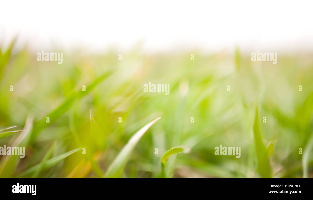 Grüner Rasen auf weißem Hintergrund Stockfoto