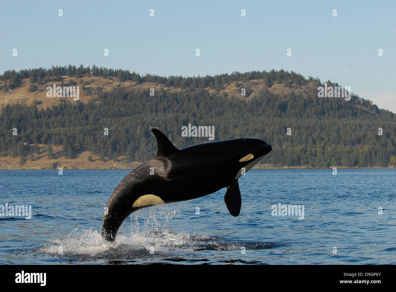 Verstöße gegen die Killer-Wal Stockfoto