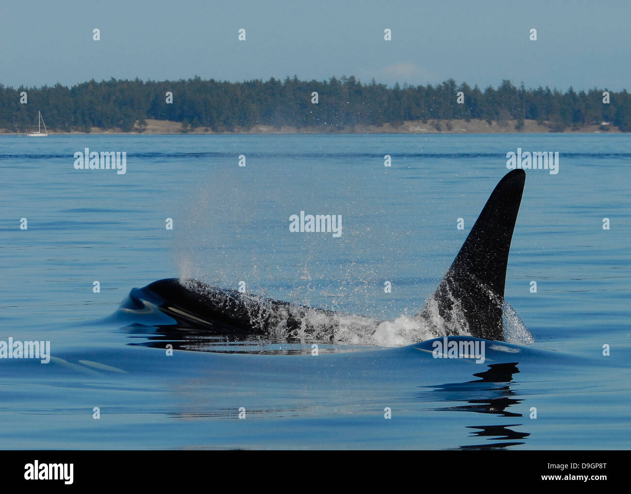 drei Killer Wale auftauchen Stockfoto