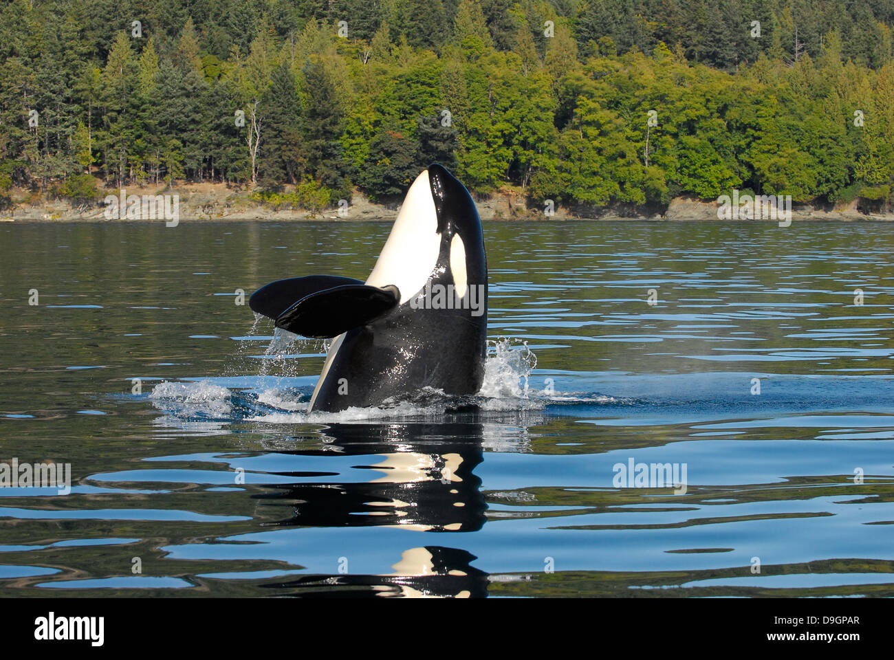 ein Killerwal-Spyhops einen Blick auf seine Umgebung Stockfoto