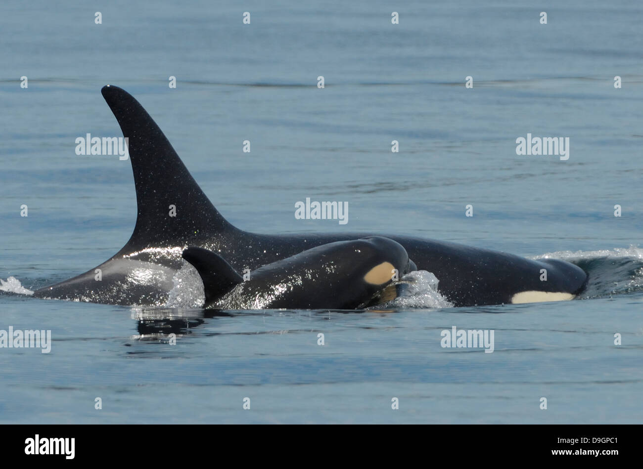 ein Killerwal Kalb Oberflächen neben seiner Mutter Stockfoto