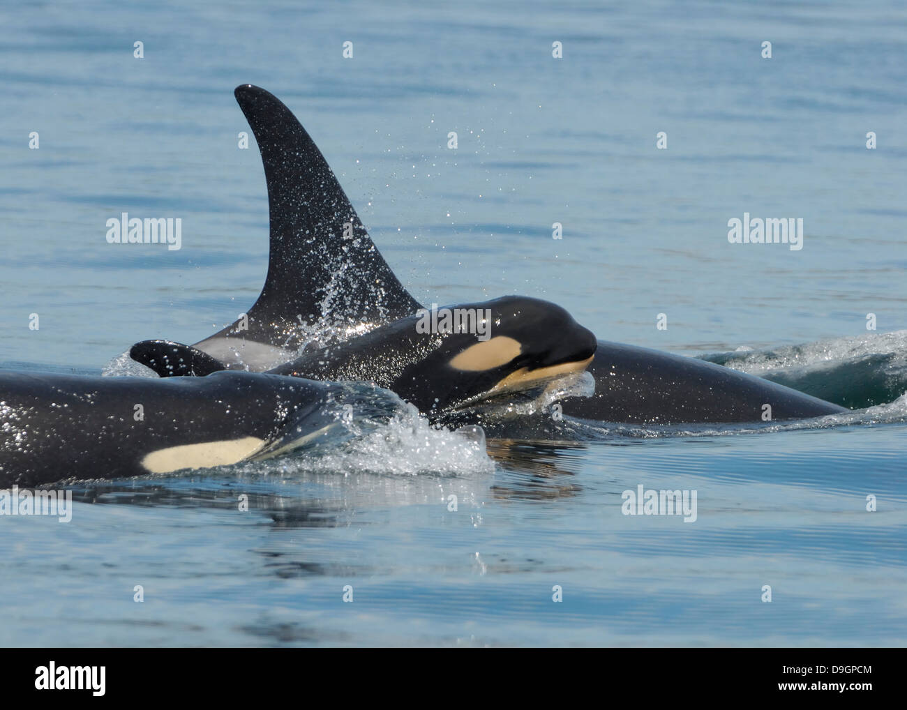 ein Killerwal Kalb Oberflächen zwischen seiner Mutter und Geschwister Stockfoto