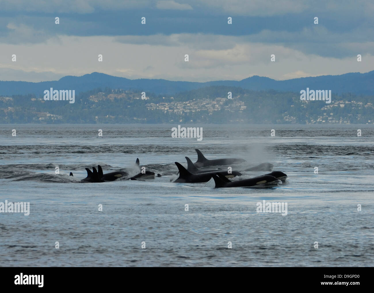 große Familie Gruppe von Orcas unterwegs aus Victoria, British Columbia, Kanada Stockfoto