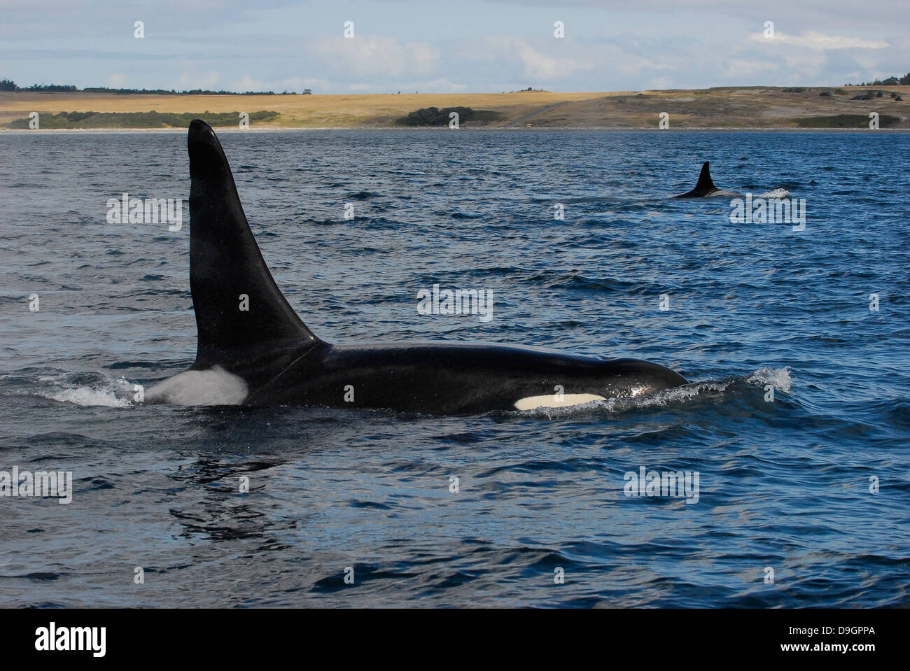 zwei Killer Wale aus San Juan Island, WA Stockfoto