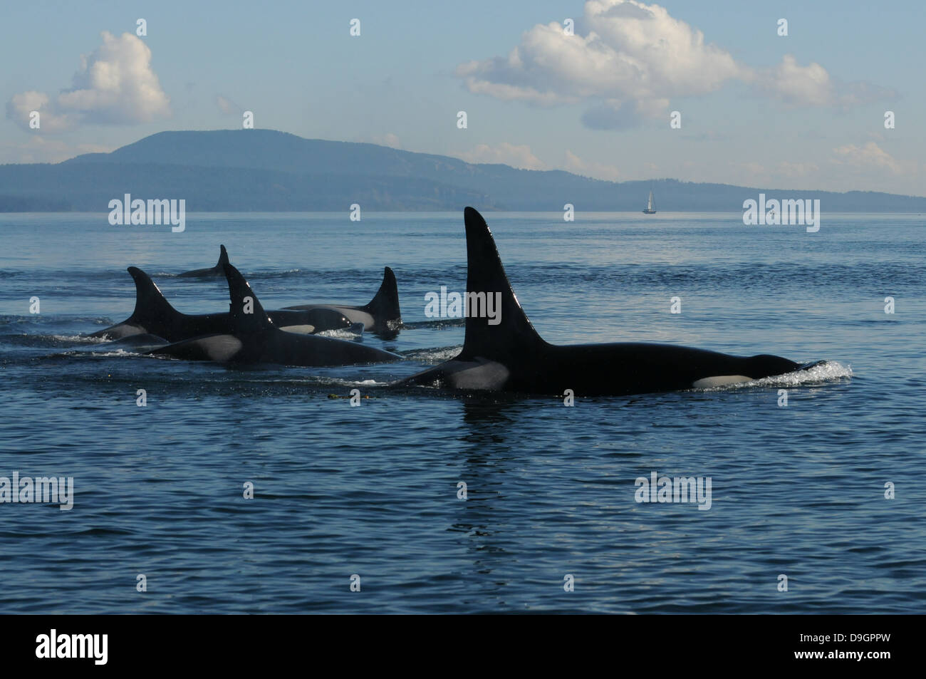 eine Familiengruppe von Schwertwalen reist durch Haro Strait (WA, USA) Stockfoto