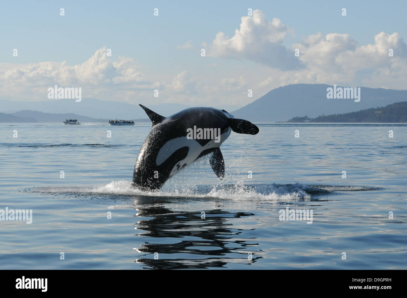 eine weibliche Killerwal Verstöße mit Whale watching Boote im Hintergrund Stockfoto