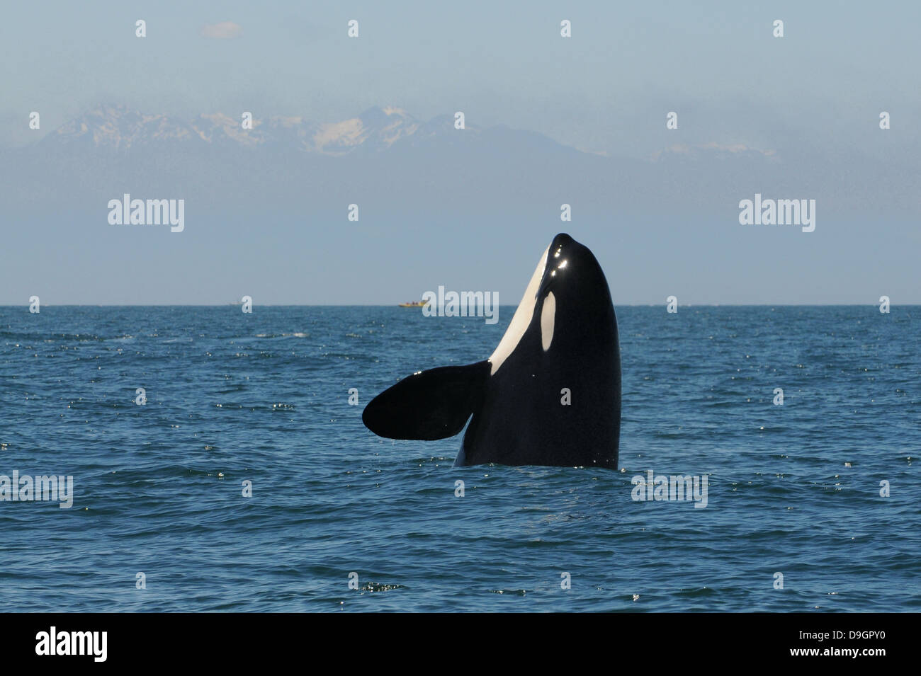 ein Killerwal-Spyhops einen Blick auf seine Umgebung mit den Olympic Mountains im Hintergrund Stockfoto