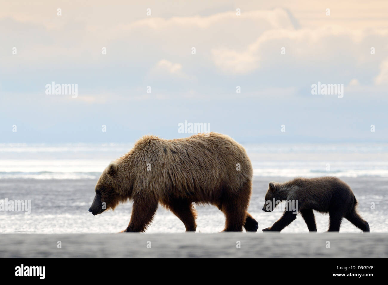 Grizzly Bär Mutter mit jungen zu Fuß am Strand Stockfoto