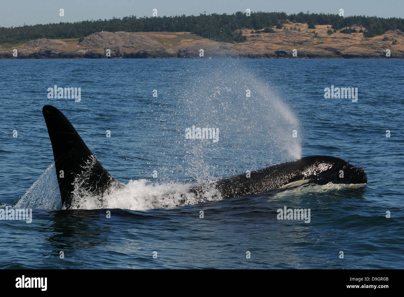 ein männlicher Schwertwal-Oberflächen Stockfoto