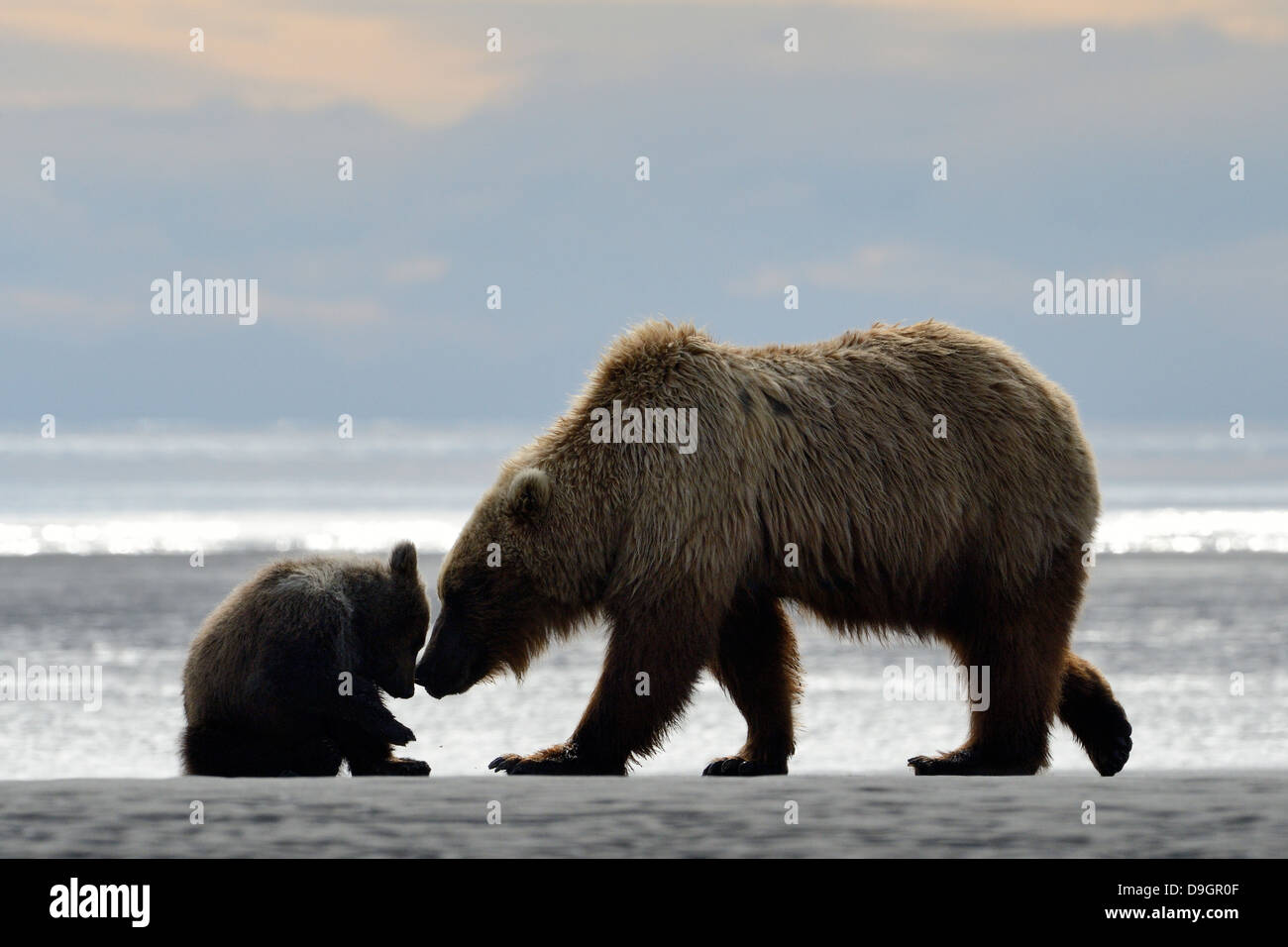 Mutter Grizzly Bear mit jungen am Strand spielen. Stockfoto