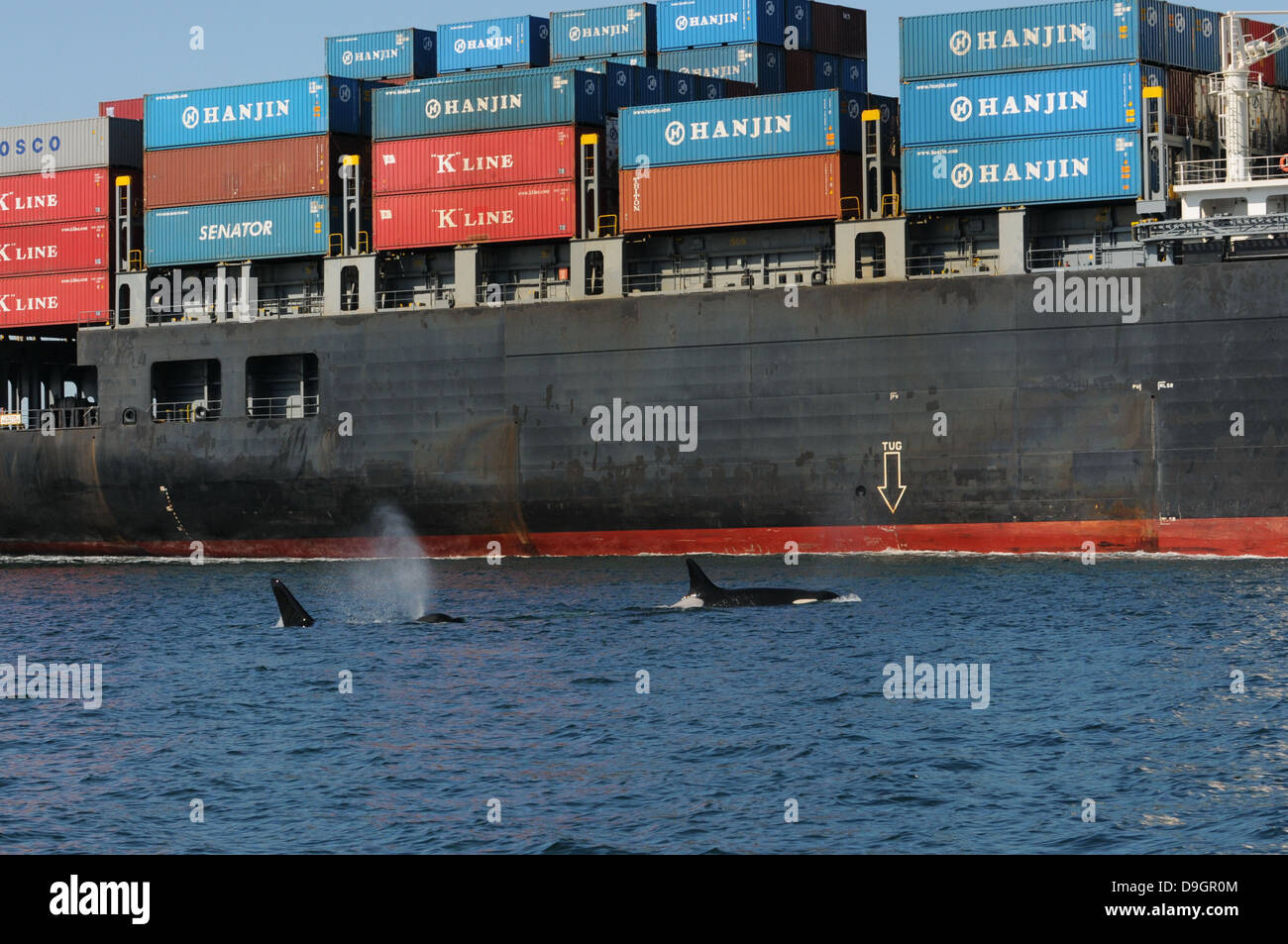 zwei Killer Wale Oberfläche direkt neben einem riesigen Containerschiff Stockfoto