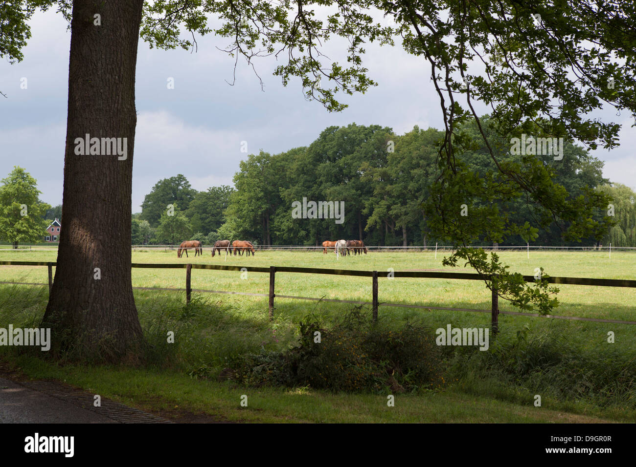 Landschaft mit Pferden in Winterswijk in den Niederlanden Stockfoto