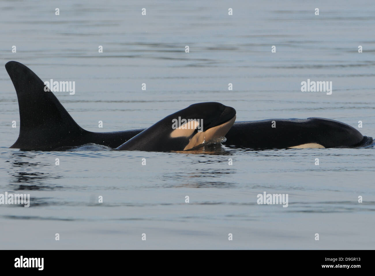 ein Killerwal Kalb Oberflächen neben seiner Mutter Stockfoto