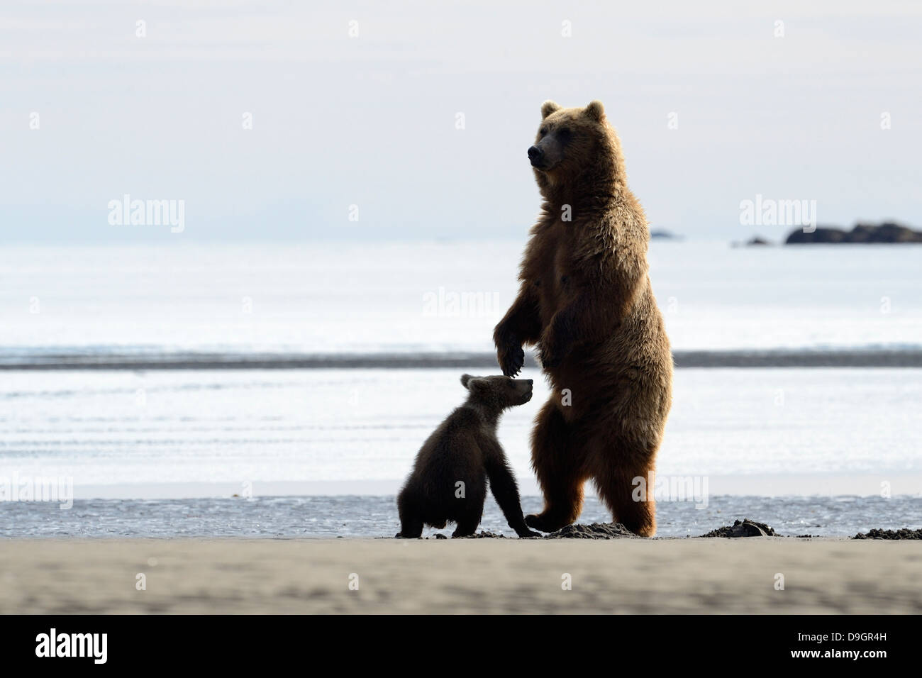 Grizzly Bär Mutter mit Jungtier. Stockfoto