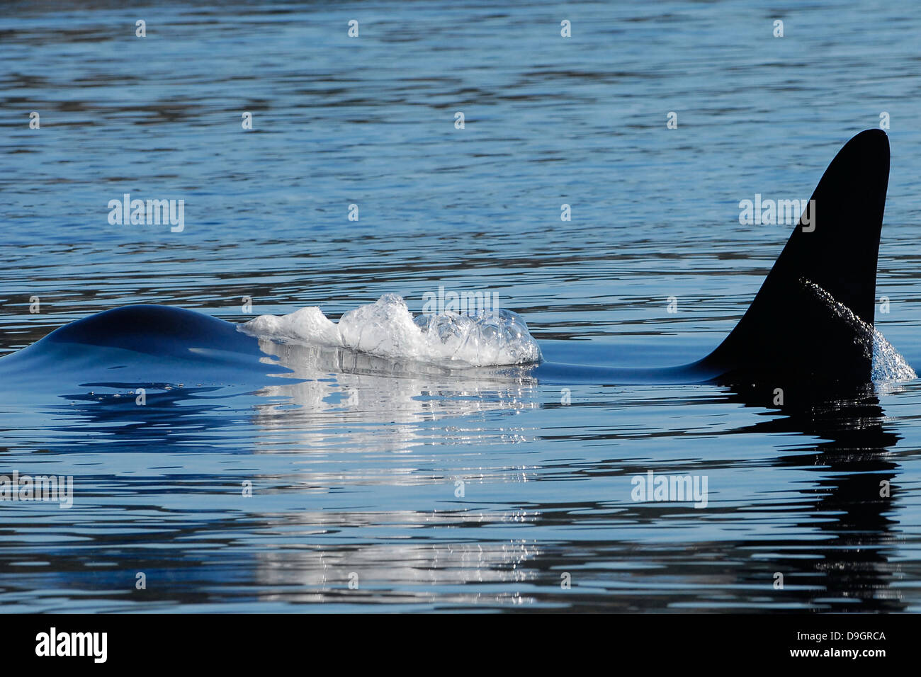ein männlicher Schwertwal-Oberflächen Stockfoto