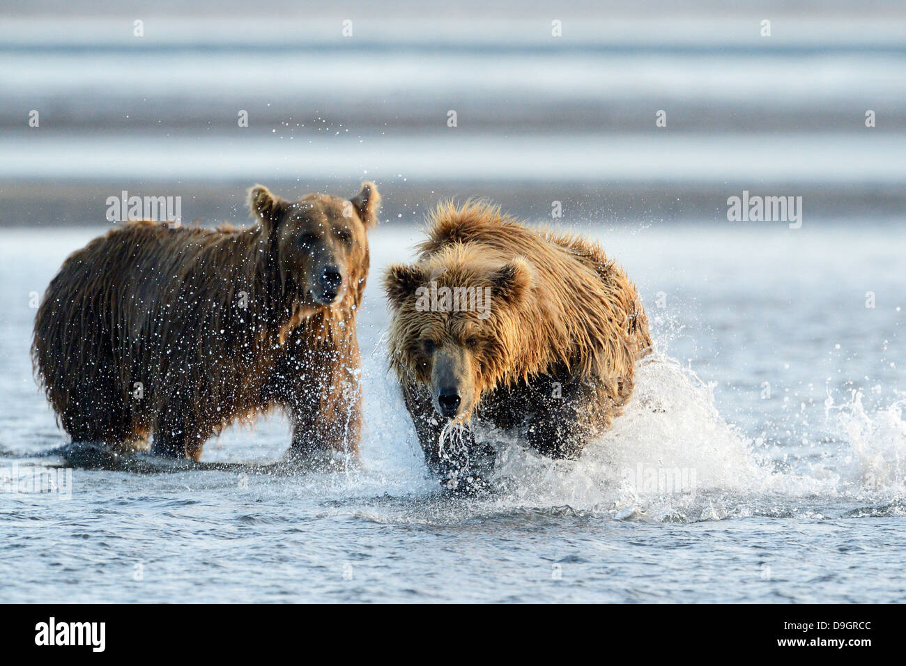 Grizzly Bär Fischen im Ozean mit der zweite Bär Suche Stockfoto