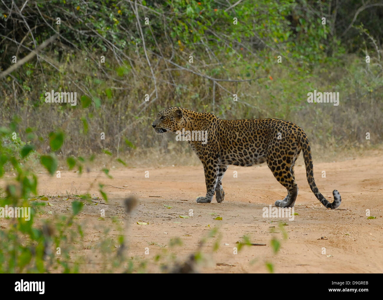 Sri Lankan Leoparden im Yala National Park Stockfoto