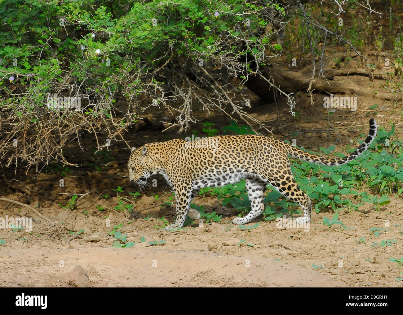 Sri Lankan Leoparden im Yala National Park Stockfoto