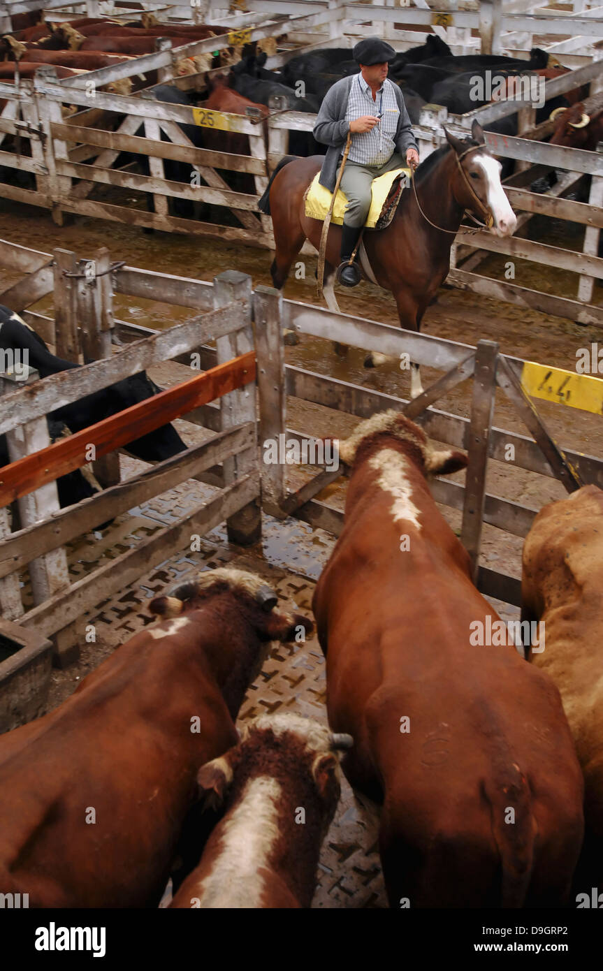 Ein Rancher kreuzt Viehmarkt, wo er seine Kühe verkauft. Stockfoto