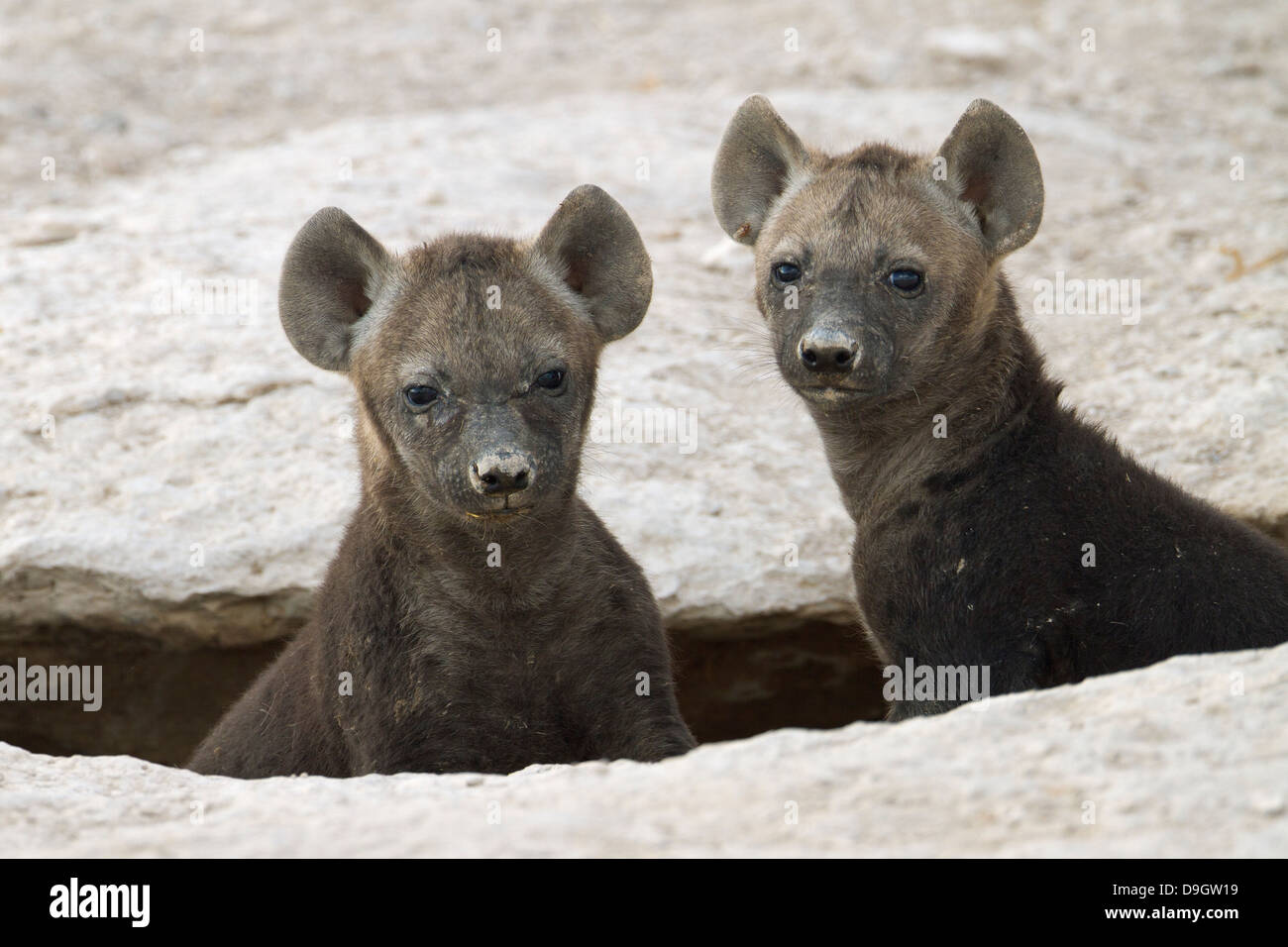 Hyäne Cubs close-up, Amboseli, Kenia, Stockfoto