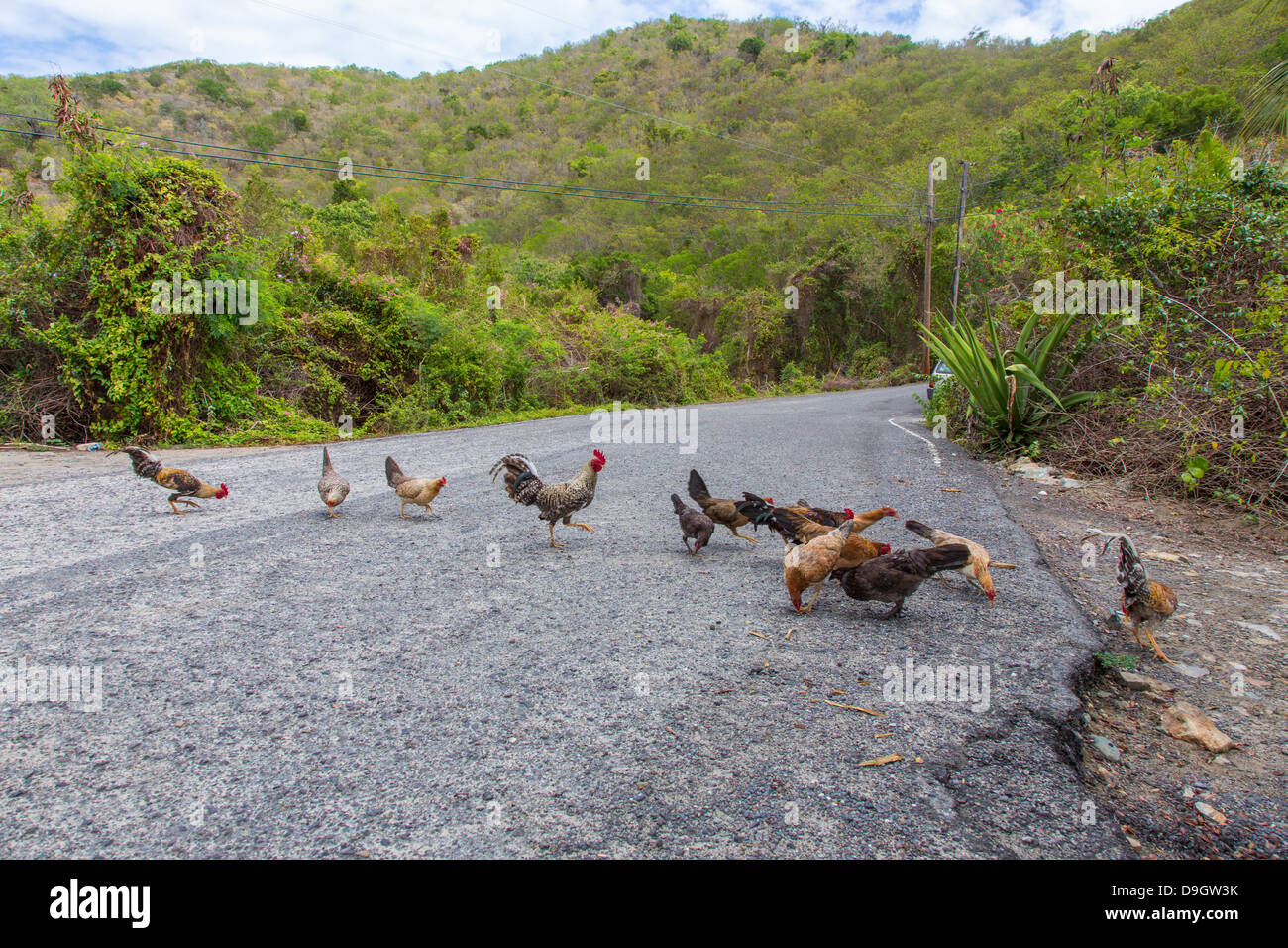 Hühner in der Straße auf der Karibik Insel St. John in den US Virgin Islands Stockfoto