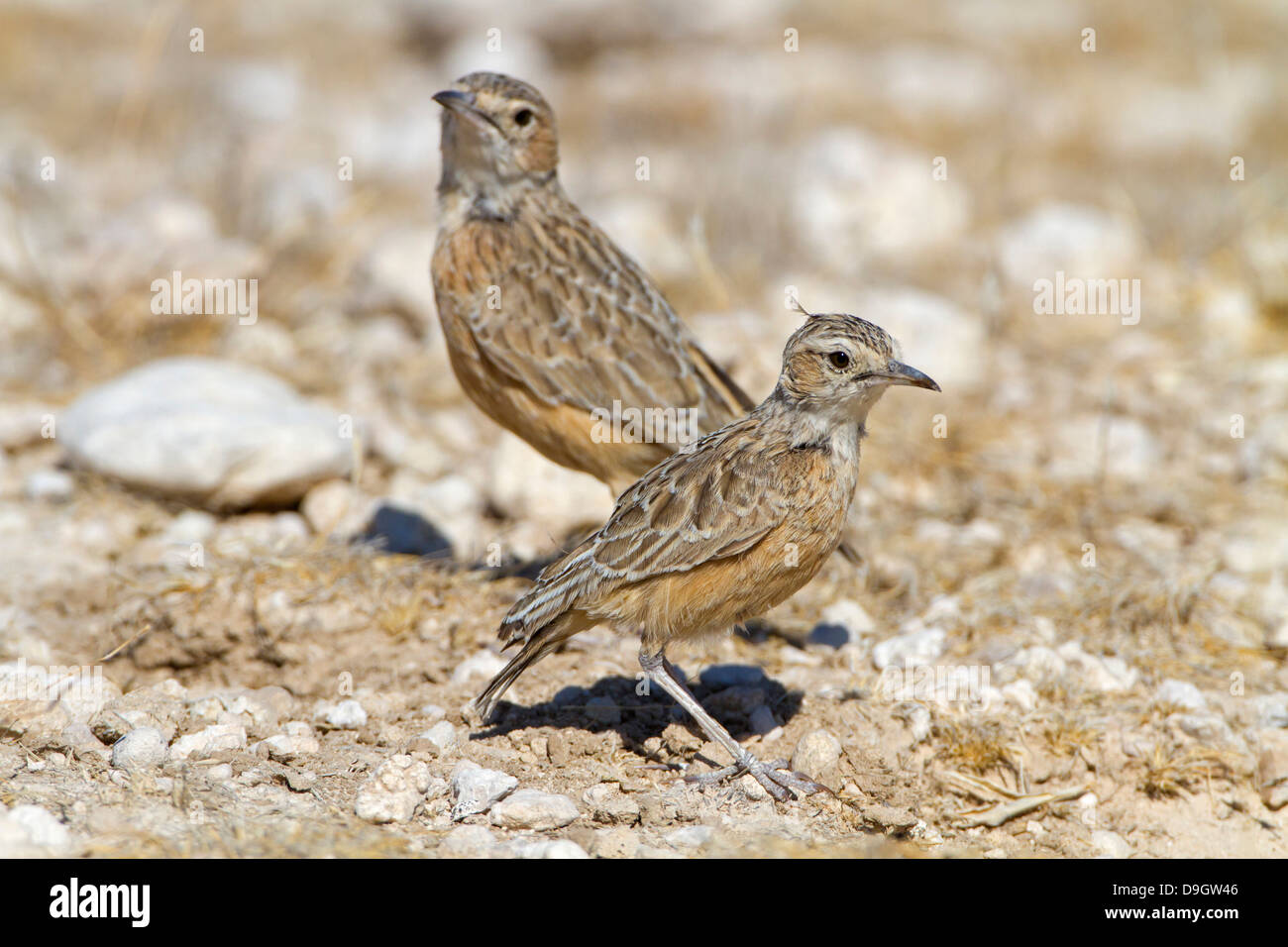 Zirplerche Fotos und Bildmaterial in hoher Auflösung Alamy