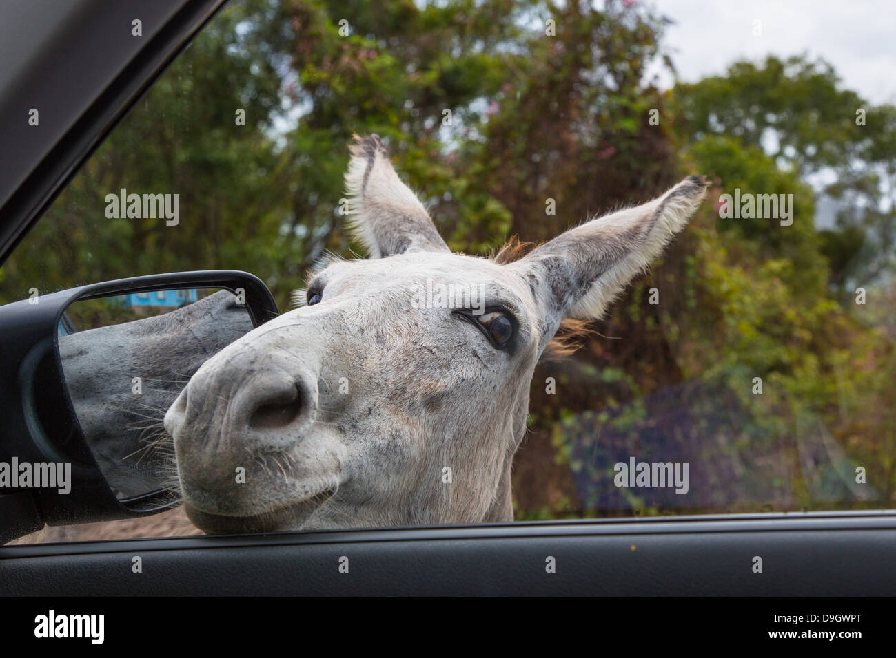 Wilde Esel mit Kopf in Autofenster auf der Karibik Insel St. John in den US Virgin Islands Stockfoto