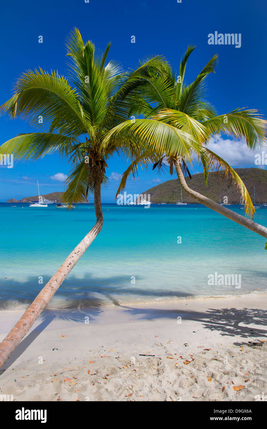 Palmen am Maho Bay Beach auf der Karibik Insel St. John in den US Virgin Islands Stockfoto