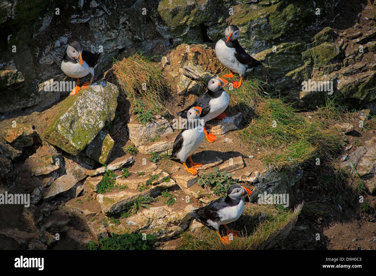 Eine Gruppe von fünf Papageitaucher (Fratercula Arctica) thront auf einem Felsvorsprung während der Brutzeit in Bempton Cliffs, UK. Stockfoto