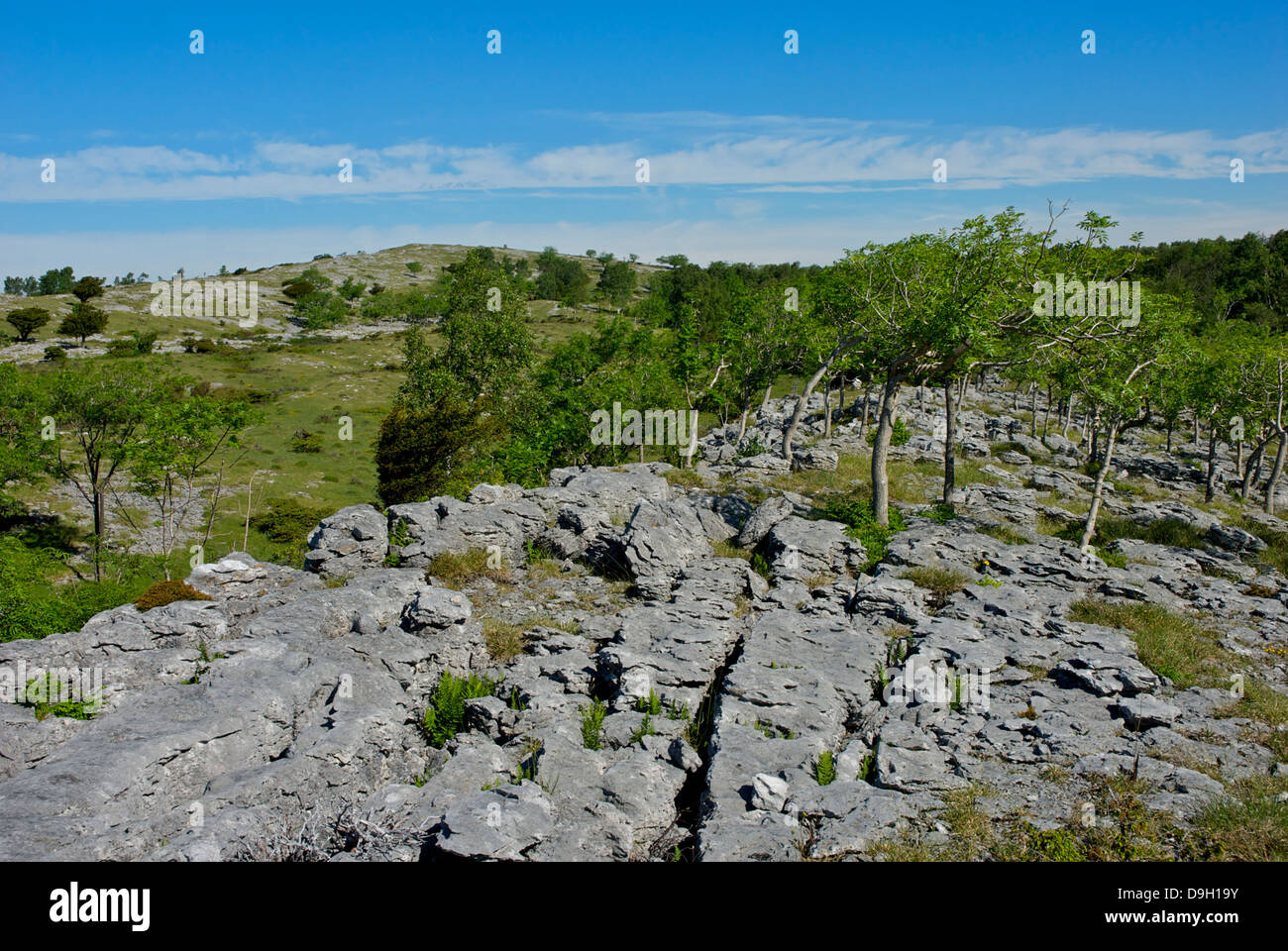 Die Kalksteinlandschaft des Whitbarrow Narbe, Cumbria, England UK Stockfoto