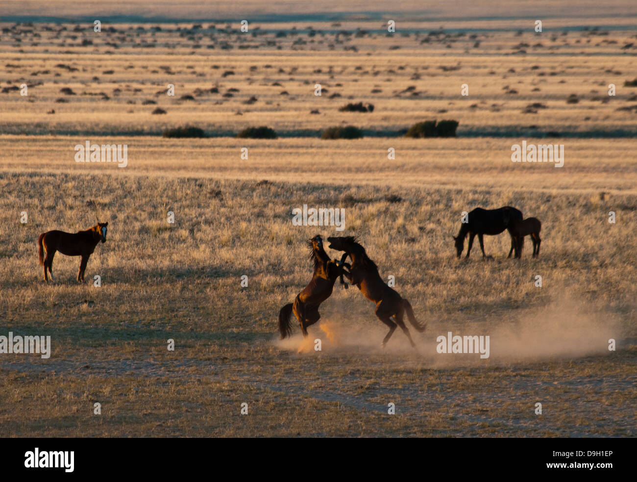Kampf gegen wilde namibischen Hengste, Equus Ferus Caballus, an der Wasserstelle Garub Aus, Namibia, Afrika Stockfoto