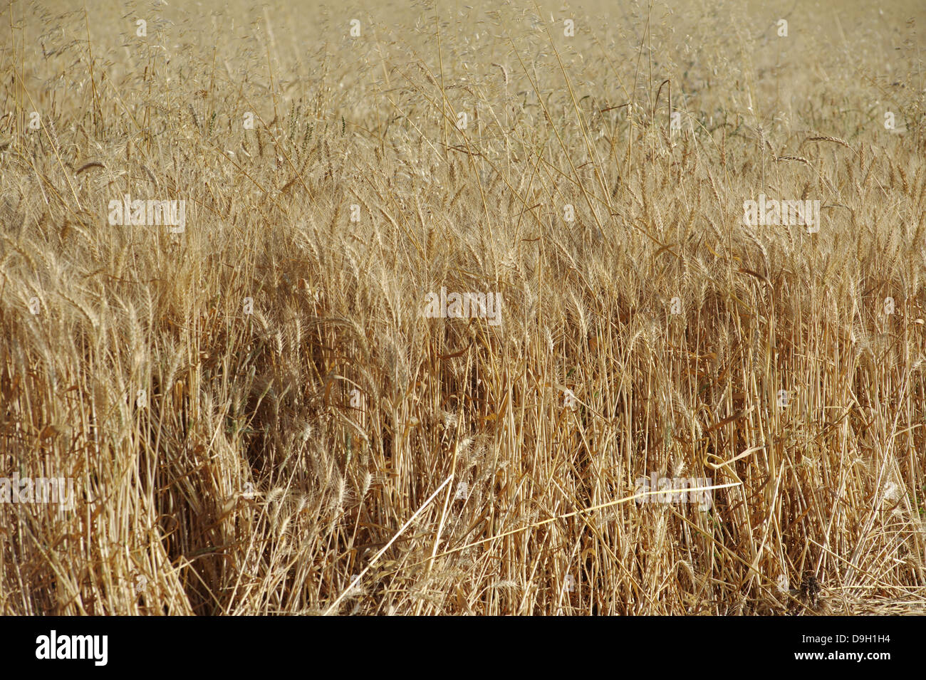 Weizen Ernte bereit Stockfoto