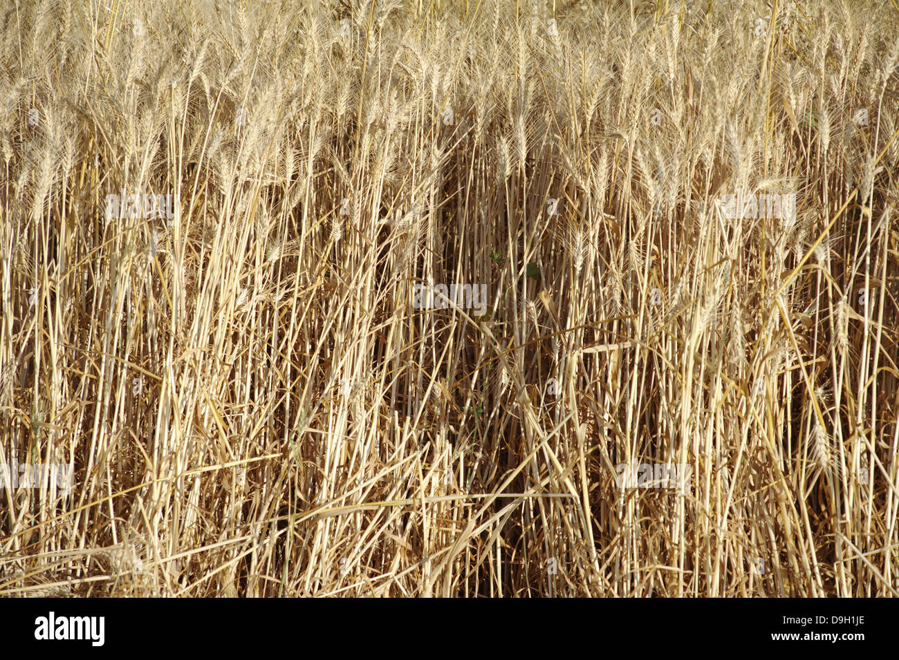 Weizen Ernte bereit Stockfoto