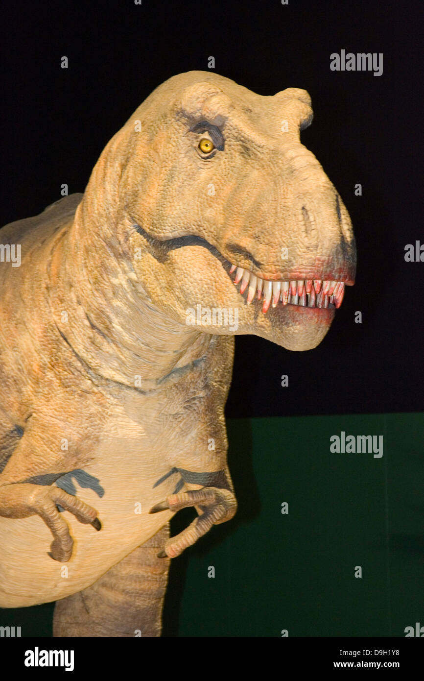 Europa, Italien, Lombardei, Cremona, Ausstellung der Reproduktion der Dinosaurier, tyrannosaus Stockfoto