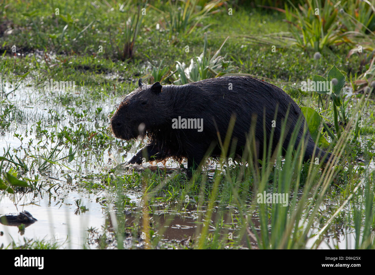 Capybara ist größte Nagetier ist die Größe und das Gewicht der Welt. Er lebt in Herden in den Tropen. Stockfoto