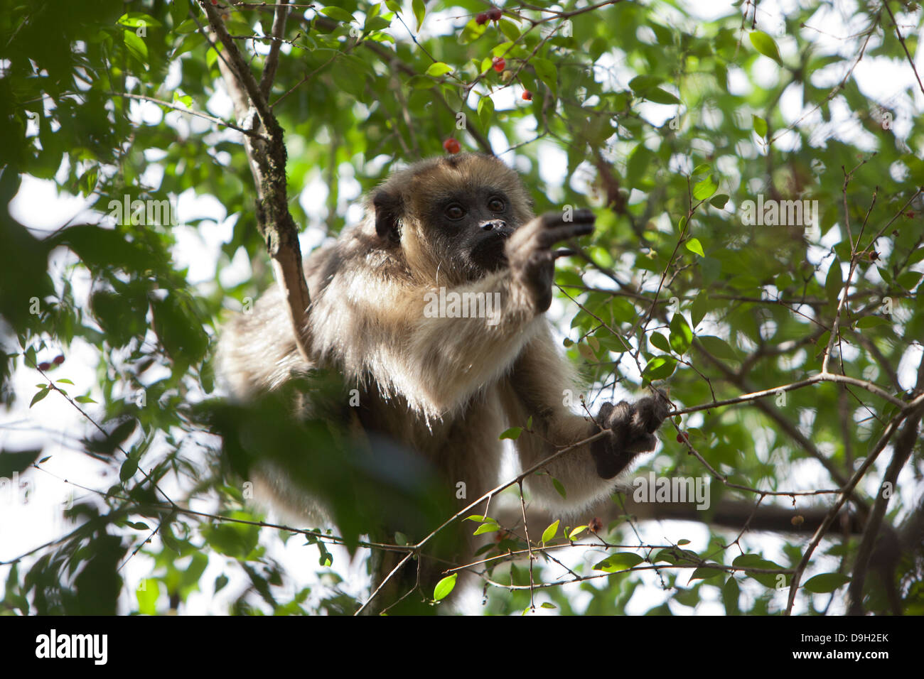 Brüllaffen, bewohnt dieser Affe Primärwald und Galeriewälder Stockfoto