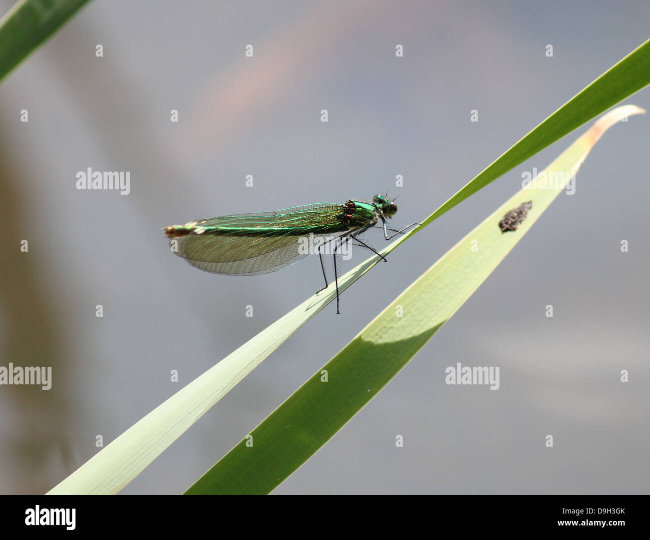 Nahaufnahme Makro Bild einer weiblichen gebändert Prachtlibelle (Calopteryx Splendens) mit Flügeln geschlossen Stockfoto