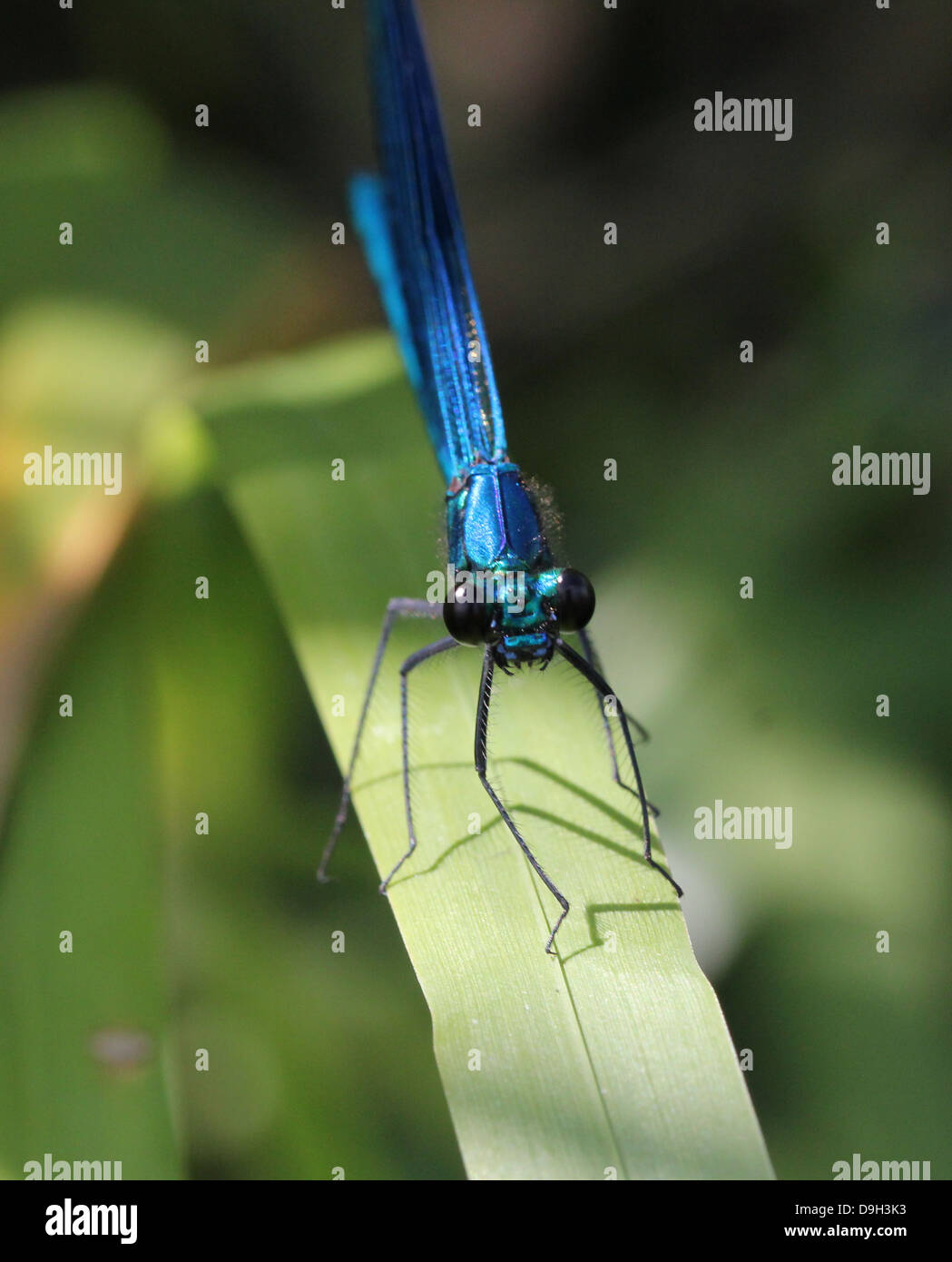 Nahaufnahme Makro Bild eines männlichen gebändert Prachtlibelle (Calopteryx Splendens) mit Flügeln geschlossen Stockfoto