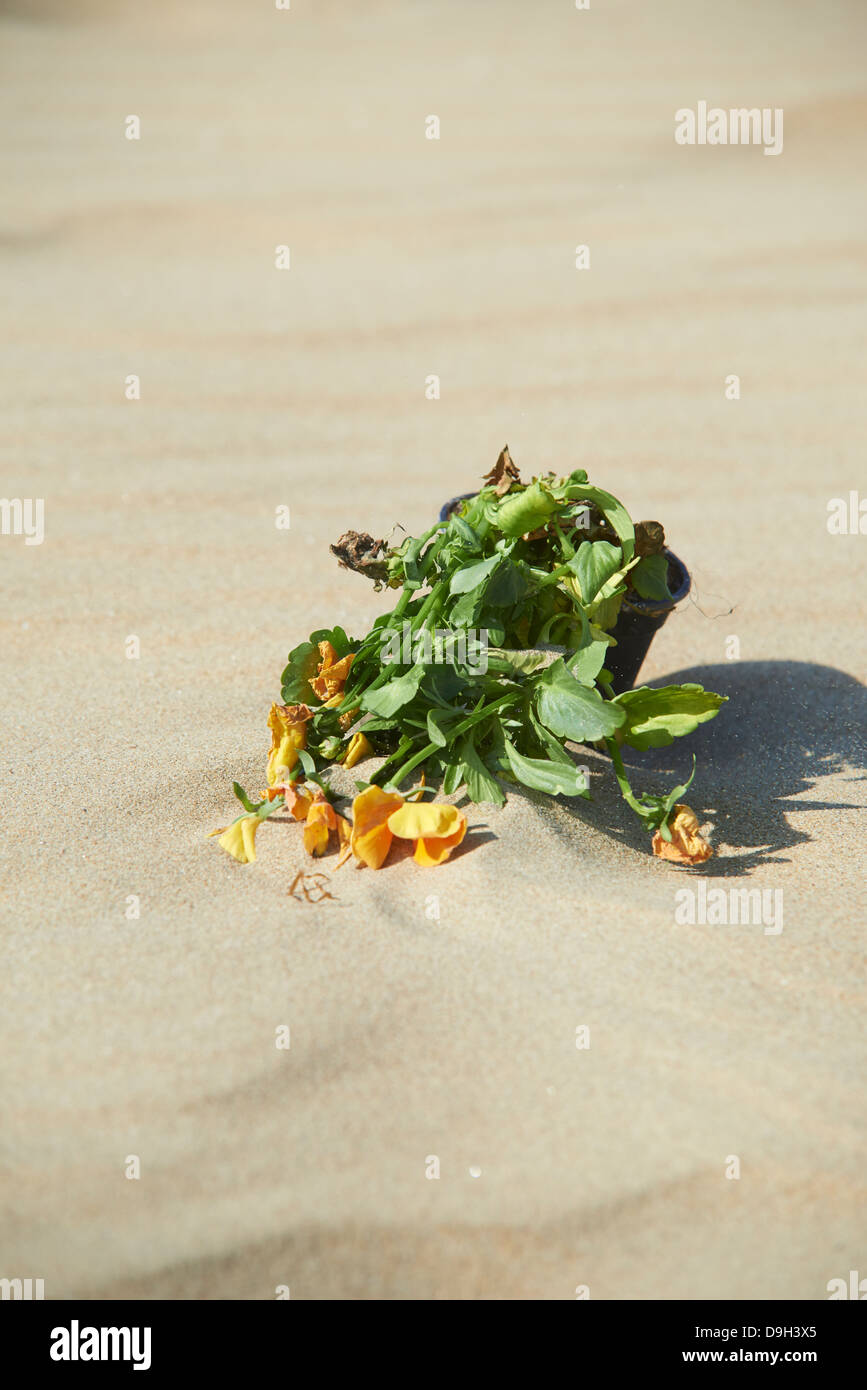 Toten Blume in der Wüste Stockfoto